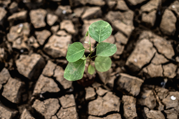 L'approche systémique face à la crise écologique : sortir des tentatives de solutions redondantes